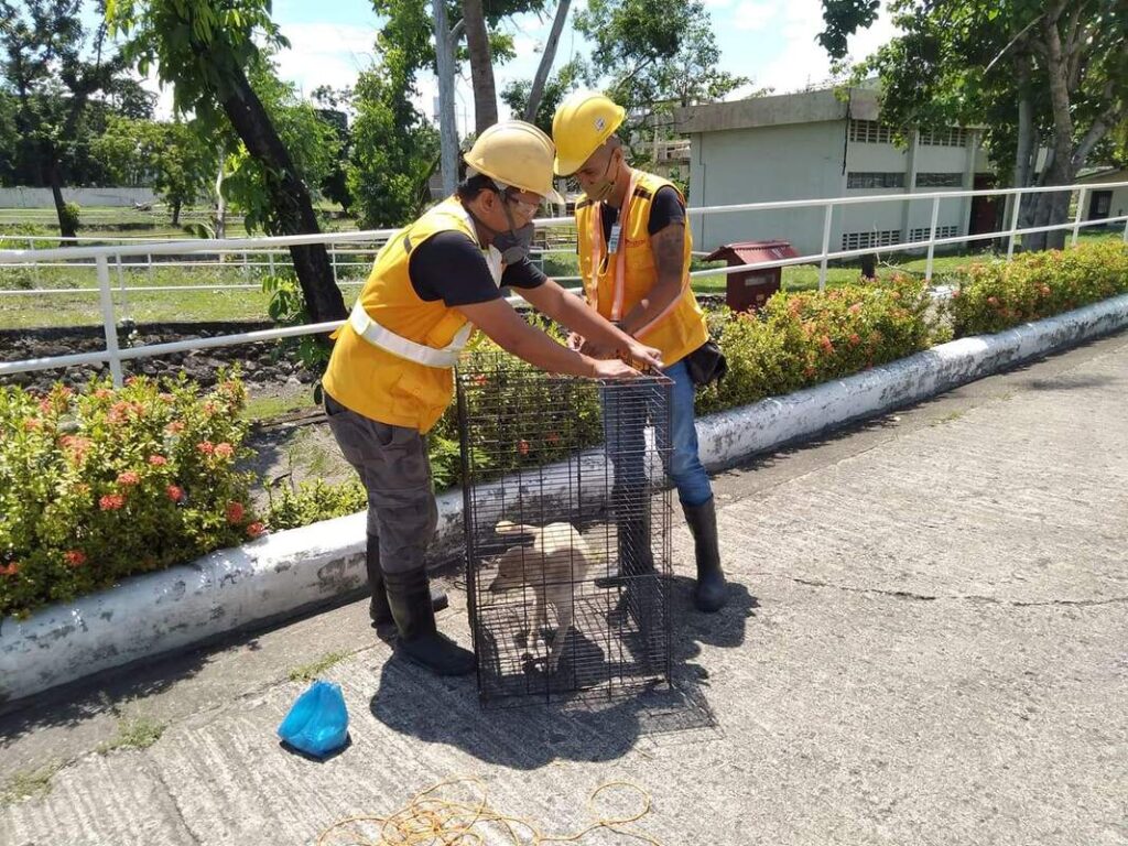 dog-control-or-canine-control_orig wildlife control